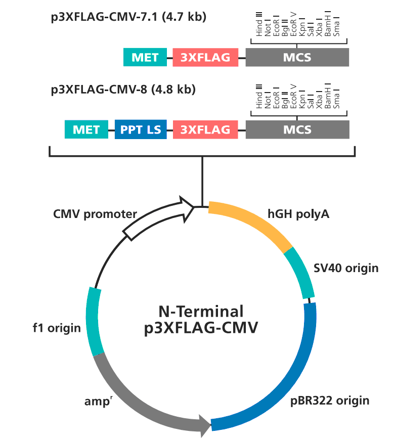 p3XFLAG-CMV-8载体图谱